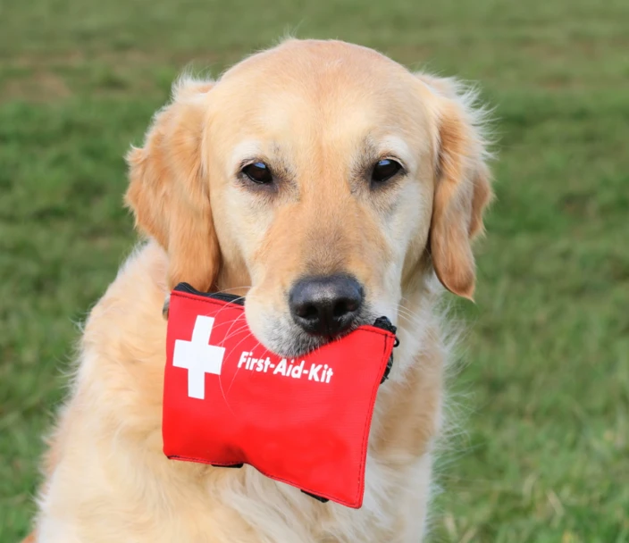 Yellow lab dog holds first aid kit in his mouth.