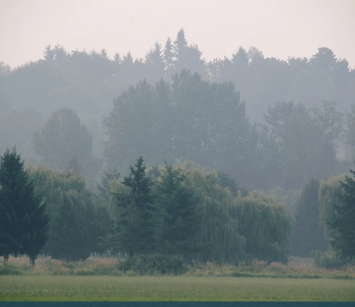 cluster of trees with foggy air