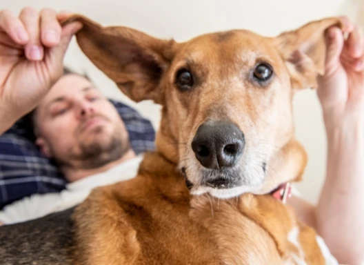 Man plays with dog's ears while lounging in bed.