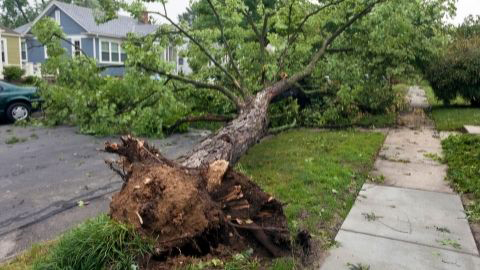 Tree ripped out of the ground by the roots in a city neighborhood