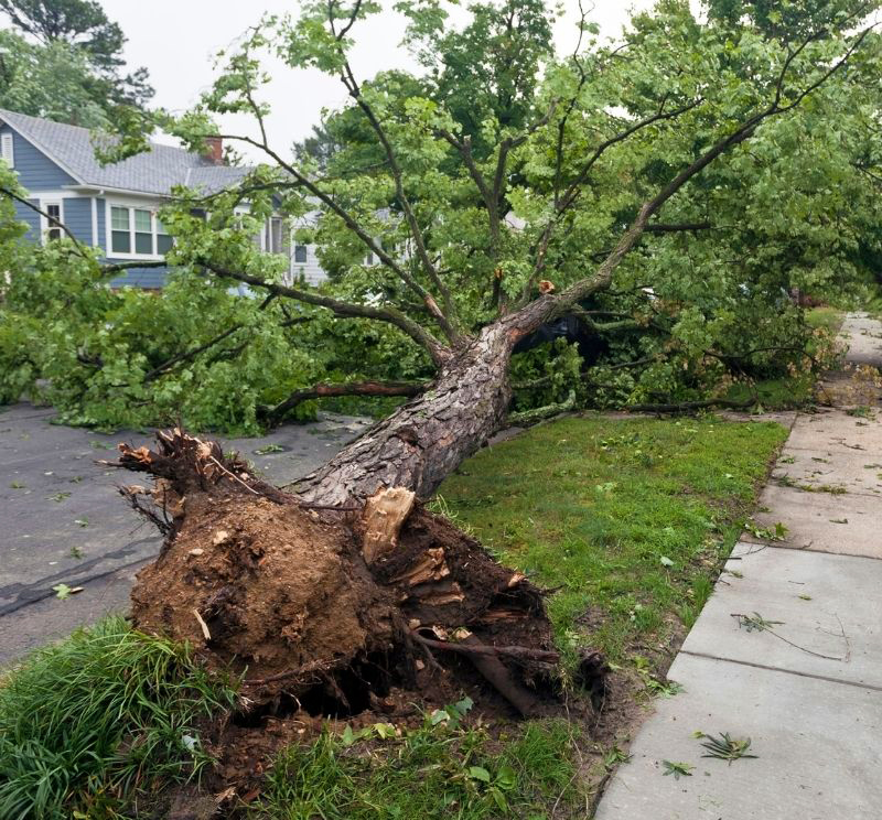 Tree pulled out by the roots on neighborhood street